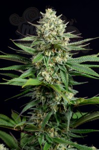 DINAFEM - OG Kush CBD