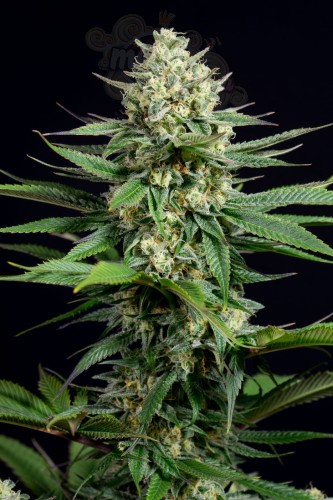 DINAFEM - OG Kush CBD