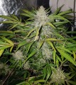 Amnesia Haze Auto