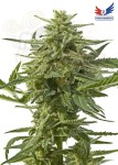 POSITRONICS - Northern Haze Express
