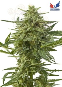 POSITRONICS - Northern Haze Express