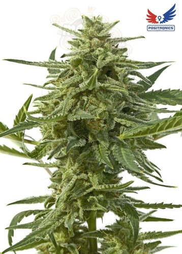 POSITRONICS - Northern Haze Express