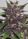 Purple Kush