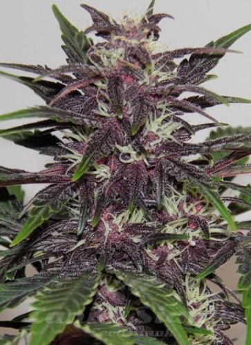 Purple Kush
