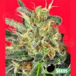 BOMB SEEDS - Cheese Bomb