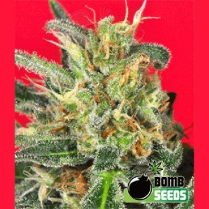 BOMB SEEDS - Cheese Bomb