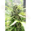 PARADISE SEEDS - Pandora Auto