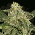 AMARANTA SEEDS - Power Haze