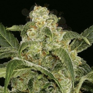 AMARANTA SEEDS - Power Haze