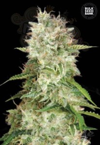 BULK SEED BANK - Auto Cheese