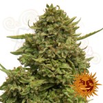 BARNEY’S FARM - Pineapple Chunk