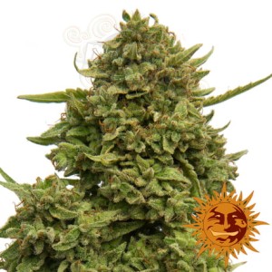 BARNEY’S FARM - Pineapple Chunk