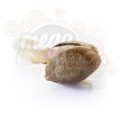 ROYAL QUEEN SEEDS - Northern Light