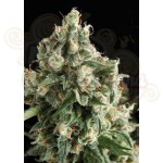 PYRAMID SEEDS - Auto Lennon