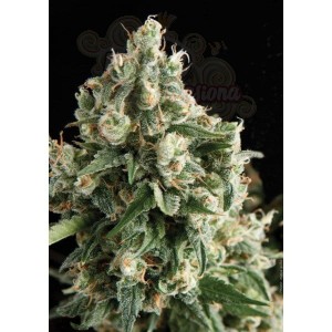PYRAMID SEEDS - Auto Lennon
