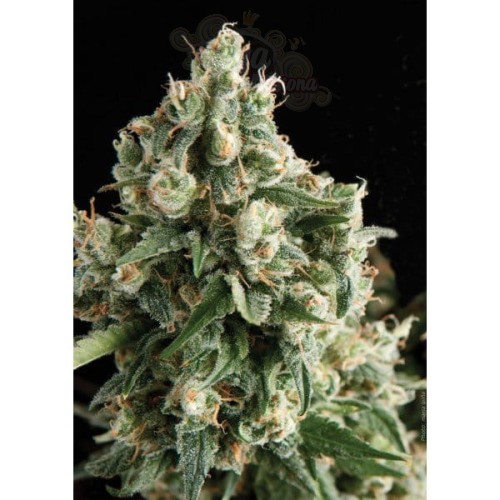 PYRAMID SEEDS - Auto Lennon