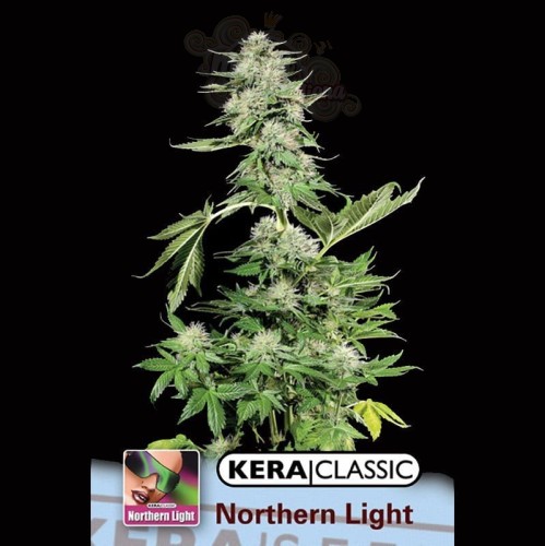 KERA SEEDS - Northern Light