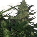 ROYAL QUEEN SEEDS - Royal AK Automatic®