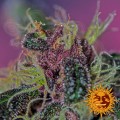 BARNEY’S FARM - Ayahuasca Purple