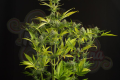 DINAFEM - Kush'n'Cheese Auto
