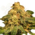 ROYAL QUEEN SEEDS - Critical®