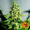 BARNEY’S FARM - Acapulco Gold