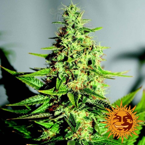 BARNEY’S FARM - Acapulco Gold