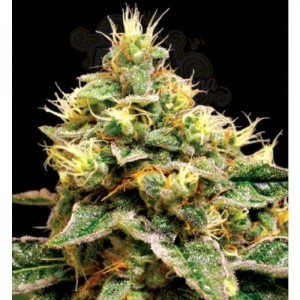 RESERVA PRIVADA - Confidential Cheese