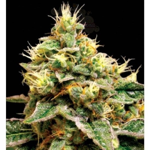 RESERVA PRIVADA - Confidential Cheese
