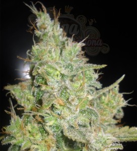 DELICOUS SEEDS - Critical Kali Mist