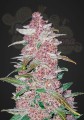 FASTBUDS - Blackberry Auto