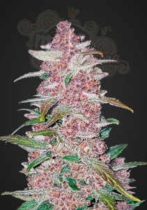 FASTBUDS - Blackberry Auto