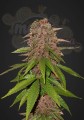 FASTBUDS - C4  Auto