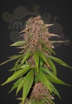 FASTBUDS - C4  Auto