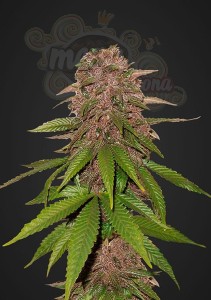 FASTBUDS - C4  Auto