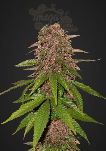 FASTBUDS - C4  Auto