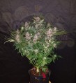 FASTBUDS - C4  Auto