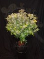 FASTBUDS - C4  Auto