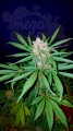 FASTBUDS - C4  Auto