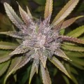 FASTBUDS - C4  Auto