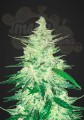 FASTBUDS - CBD 1:1 Auto (CBD Crack Auto)