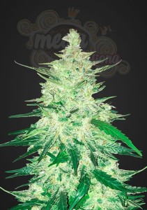 FASTBUDS - CBD 1:1 Auto (CBD Crack Auto)