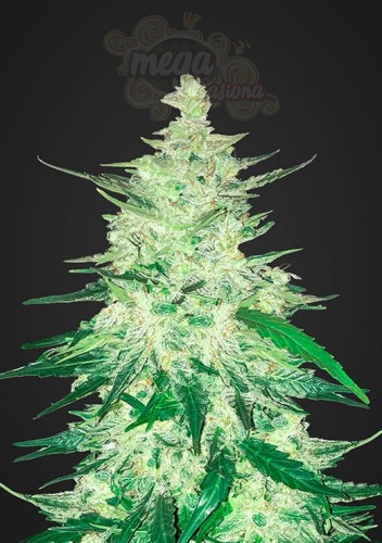 FASTBUDS - CBD 1:1 Auto (CBD Crack Auto)