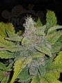 FASTBUDS - CBD 1:1 Auto (CBD Crack Auto)
