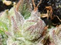 FASTBUDS - CBD 1:1 Auto (CBD Crack Auto)