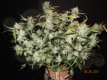 FASTBUDS - CBD 1:1 Auto (CBD Crack Auto)