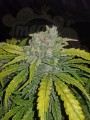 FASTBUDS - CBD 1:1 Auto (CBD Crack Auto)