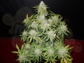 FASTBUDS - CBD 1:1 Auto (CBD Crack Auto)