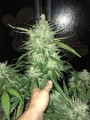 FASTBUDS - CBD 1:1 Auto (CBD Crack Auto)