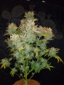 FASTBUDS - CBD 1:1 Auto (CBD Crack Auto)